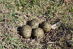 Masked Lapwing